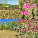 락트리천안.아산 | 천안아산 가볼만한곳 천안삼거리공원 피크닉 튤립