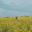 파란농장 | 전북 고창 여행 : 그림 같은 풍경 고창 학원농장 청보리밭 축제, 유채꽃밭 후기