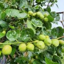 심청농장 이미지