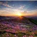 황매산 철쭉제 이미지