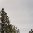 반려동물 애견 미용 이미지