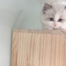 라이프메디케어 | 대전고양이분양 루나캣 이용 후기믿고 건강한 미묘 분양 경험