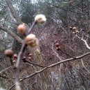 버드니마을 이미지