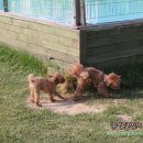 띵가띵가 이미지