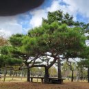 상록수파크 Daum카페