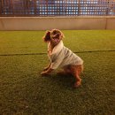 학교종이 댕댕댕 이미지