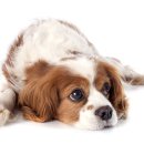 강북 24시 N 동물의료센터 이미지