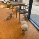 라라까까 이미지