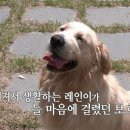 [EBS 세상에 나쁜 개는 없다]"지금까지 나온 반려견중 가장 착하고 문제가 없는 반려견입니다." 보호자 역할이 중요! 이미지