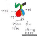 뇌하수체에서 생산하는 호르몬과 표적기관 이미지