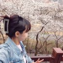 조방 빛축제거리 2 - KT 옆 | 벚꽃구경 다녀온 주간일기