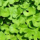 세린약국 이미지