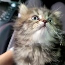 더함축산 이미지