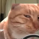 우리집 야옹이 이미지