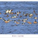 백조 이미지