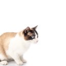 블루랙돌 이미지