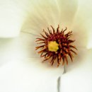 (주) 산수유 Daum카페