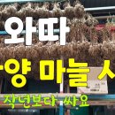 단양 마늘시장 토실토실한 마늘이 엄청 많네유 이미지