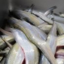 UR(목포시)-[자유로]-상-3 | 동네한바퀴 웅어회 한상 웅어 생선 식당 고양 자유로 맛집