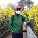 응봉산 개나리 꽃길 걷기 이미지