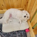 어벤독스 이미지