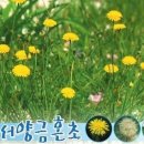 서울오금초등학교 Daum카페
