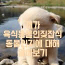 잡식