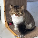 회주가 | 목동 다이어트 한의원 한약 다이어트 1주 차 내돈내산 후기