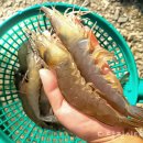 씨제이푸드빌(주) 이미지
