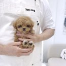 토이주니