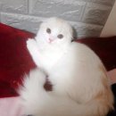 서울특별시 관악구 중앙동주민센터 이미지