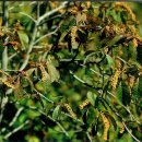 오리나무로 이미지