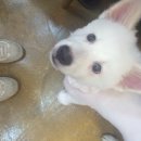 왈왈애견미용샵 이미지