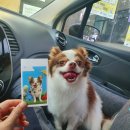 멍띠끄 | 여름맞이 부분 미용과 목욕 in 천안 성정동 멍띠끄