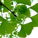 은행나무한의원 이미지