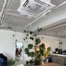 비피(BP)무인카페 | 대전 둔산동 감성카페 숍비피 내돈내산 후기☕🌿