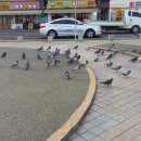 비둘기공원 화장실 이미지