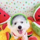 놀러오개 애견유치원 애견호텔 수원세류점 이미지