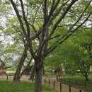 교촌마을 이미지