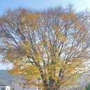 지곡초등학교 이미지