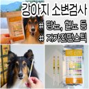 포유동물병원 | 강아지소변검사 키트 리코테 혈뇨 염증 당뇨 자가진단 후기