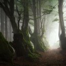 새벽-숲 이미지