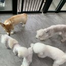 발리애견호텔 | 이삐 애견호텔 후기