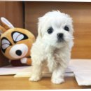 ........................................ | 애견간식 추천 안전 후기