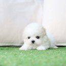 퍼피당강아지 안산본점 이미지