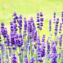 거창-남하-2 이미지