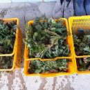 원순농장 이미지