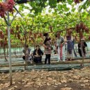 종규농장 | #정안면 구억말길 #정안뜰 홍주씨들리스#대백제전#맛있는 포도