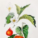 보타니컬아트(중급) 이미지