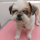 이뻐진개 이미지